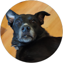 Yarin Coresh profile picture
